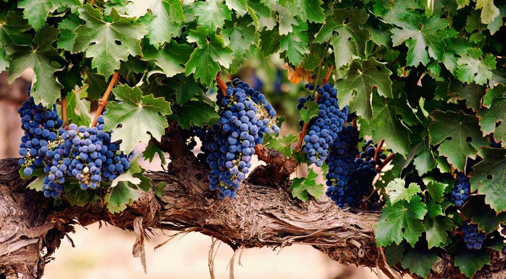 Agriturismo Le Vigne Фолиньо Экстерьер фото